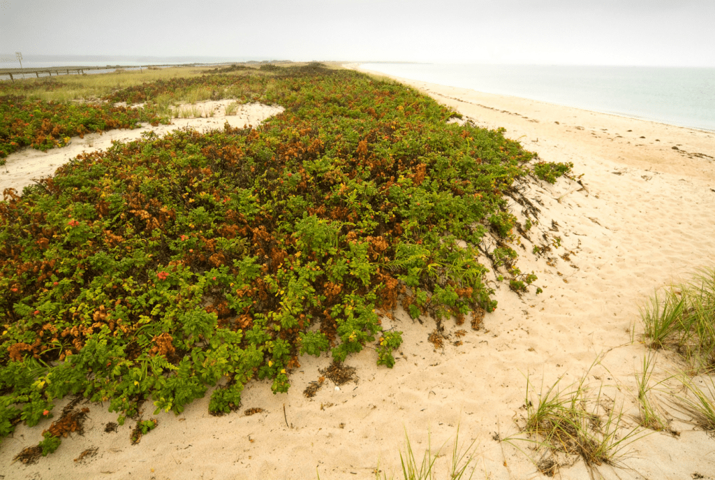The Point B Guide to Martha's Vineyard Beaches in 2023 State Beach Oak Bluffs Jjoseph Silvia State Beach