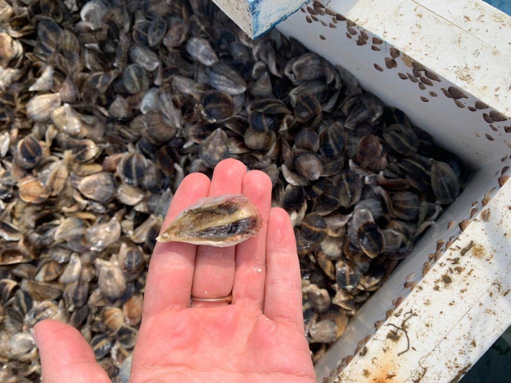 Giving Season Spotlight: 10 Martha's Vineyard Non-Profits Making a Difference Martha's Vineyard Shellfish Group